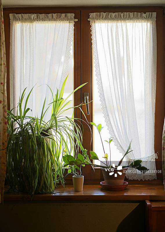 窗户旁的室内植物和窗帘图片素材