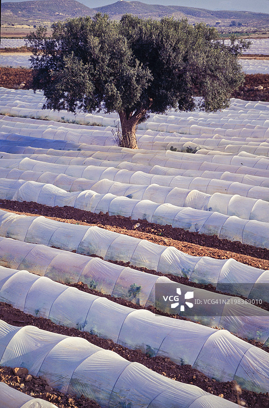 孤独的树木被草莓作物和小温室环绕，位于西班牙安达卢西亚的阿尔梅里亚莫哈卡尔。图片素材