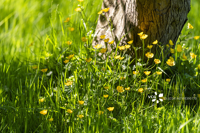 夏季黄花菜图片素材