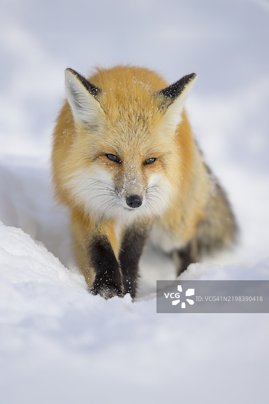 雪中的红狐肖像图片素材