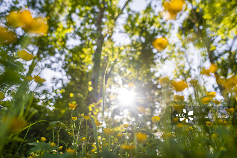 夏季黄花菜图片素材