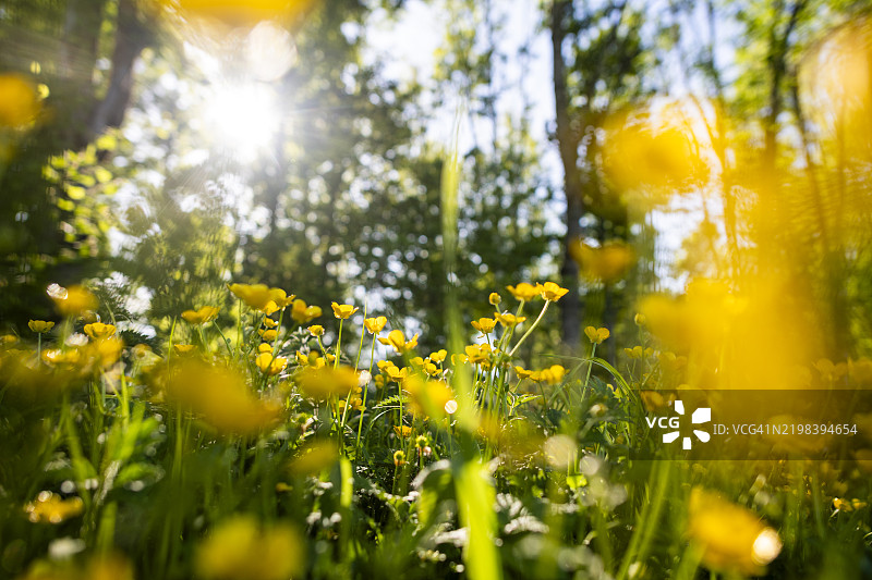 夏季黄花菜图片素材