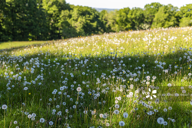 蒲公英图片素材