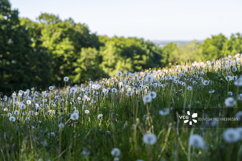 蒲公英图片素材