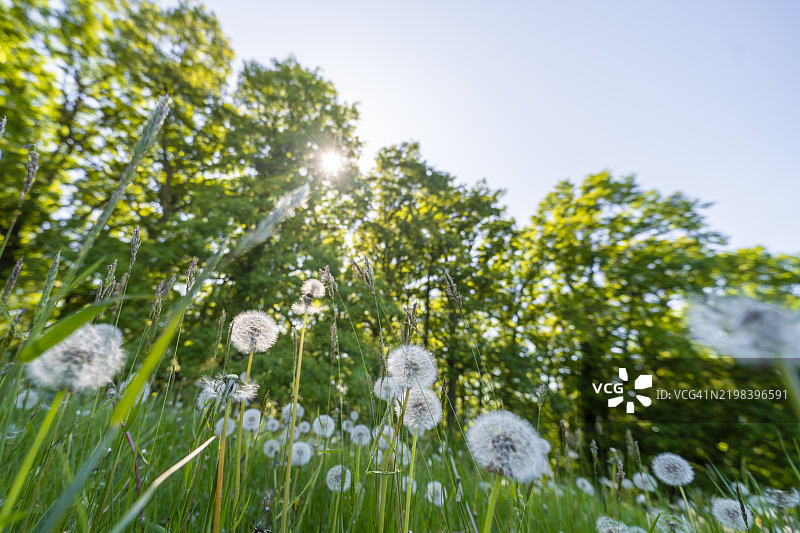 蒲公英图片素材