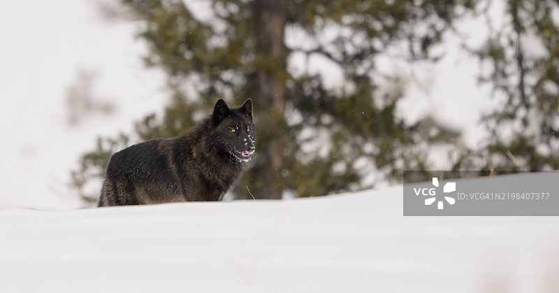 一只黑狼站在深雪中，停下来观察周围环境，思考该往哪个方向走。图片素材