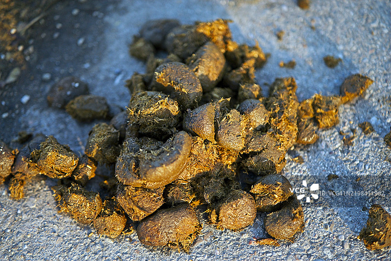 新鲜马粪图片素材