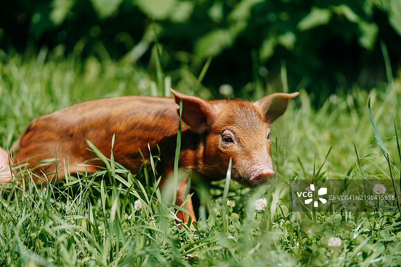 红色的小猪在草地上探索绿色的草丛图片素材