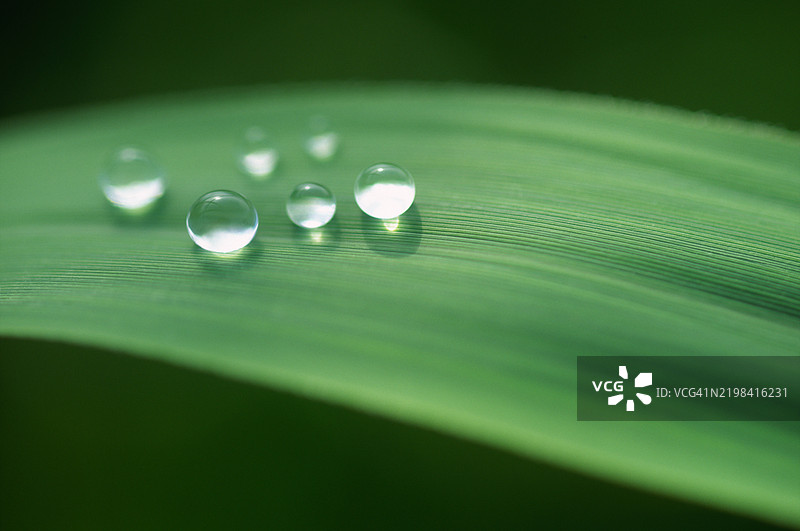绿叶上的水滴图片素材