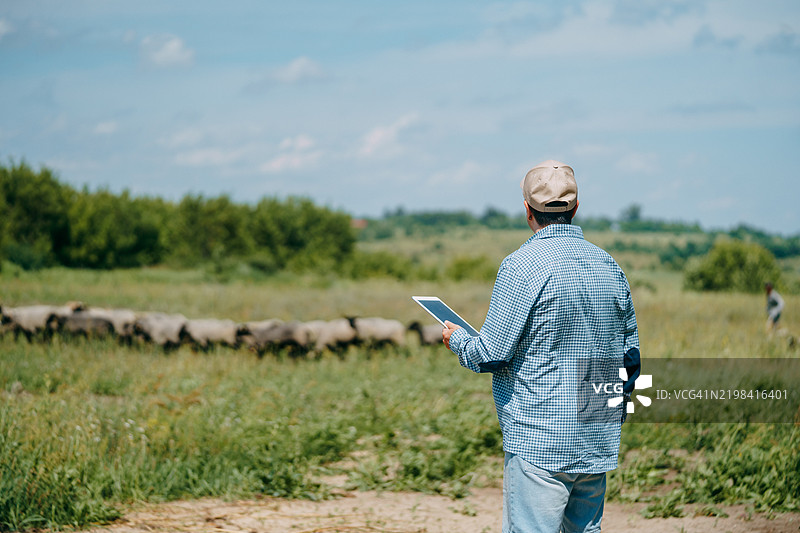 农民使用平板电脑监控牧场中的羊群图片素材