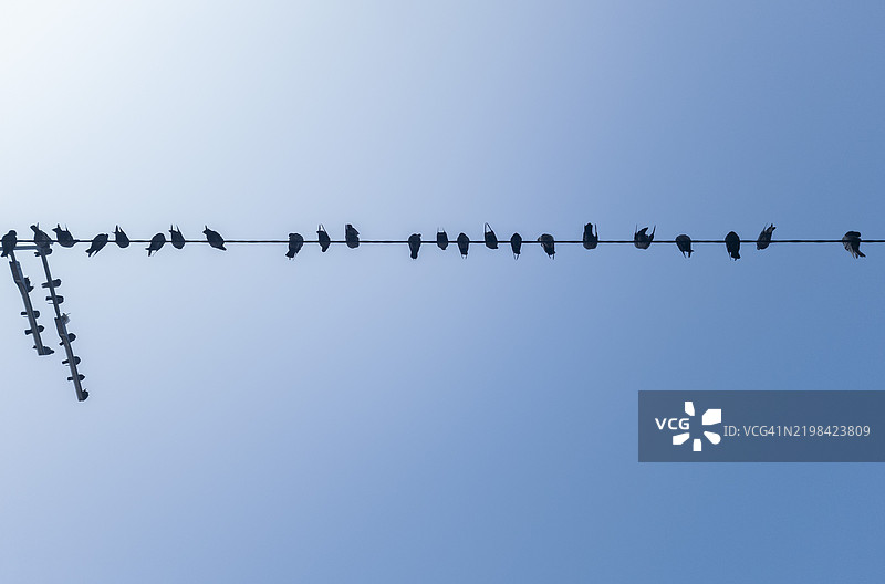 鸟儿栖息在电线上，背景是清澈的蓝天，映衬着清晨柔和的光线图片素材