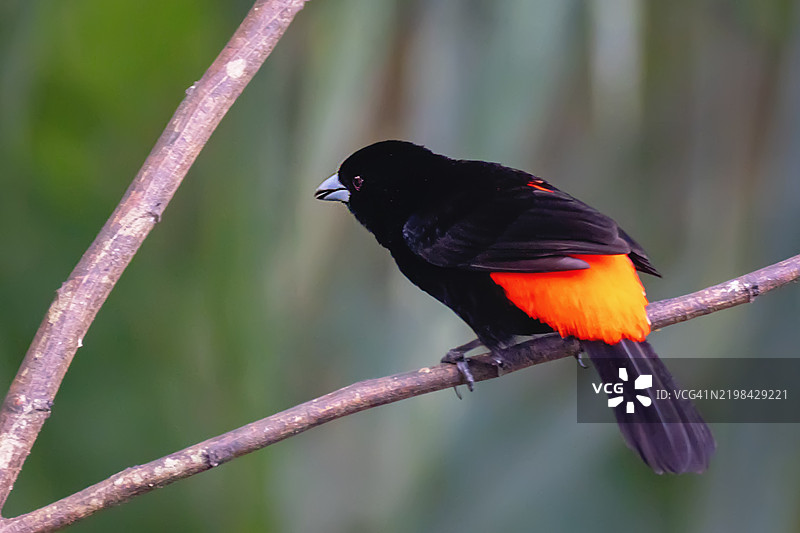 红臀唐纳雀（Ramphocelus passerinii）雄鸟栖息在哥斯达黎加拉福图纳图片素材
