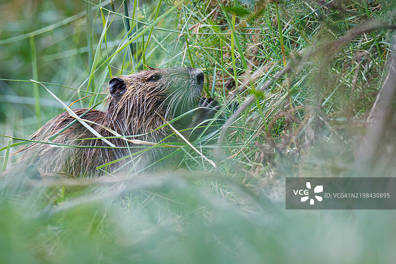 海狸鼠或水豚（myocastor coypus）图片素材