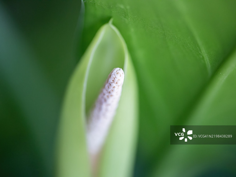 梦幻的滴水观音花图片素材