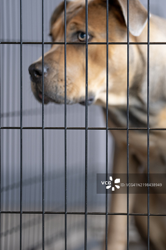 等待被领养图片素材