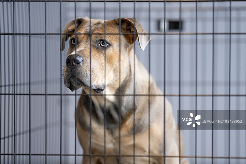 等待被领养图片素材