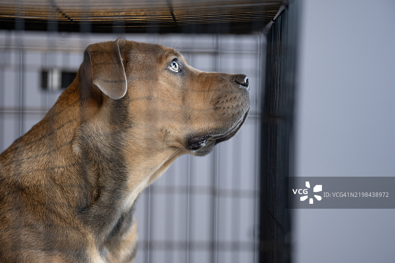 等待被领养图片素材