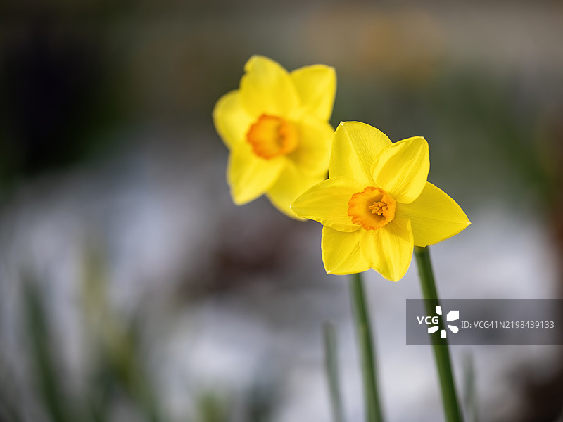 黄水仙花图片素材