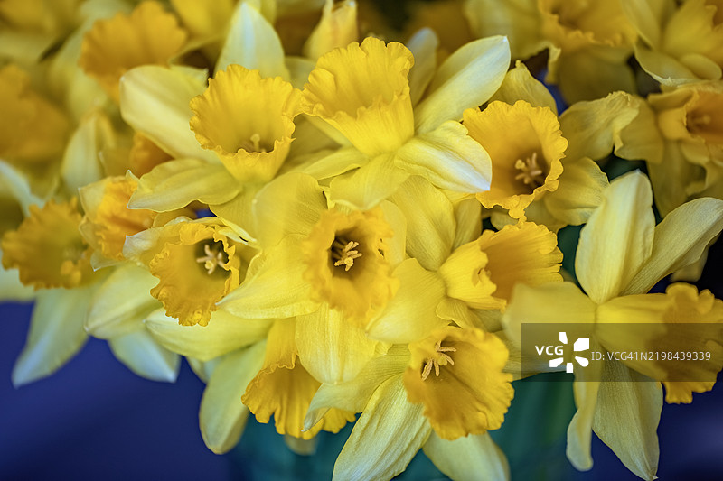 水仙花束图片素材