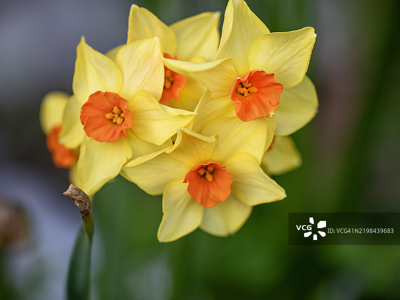 黄水仙花束图片素材