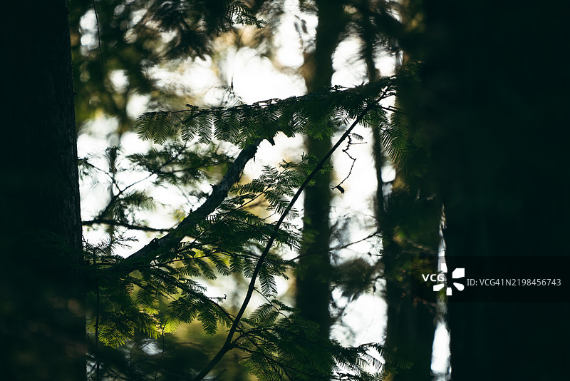 水杉森林图片素材