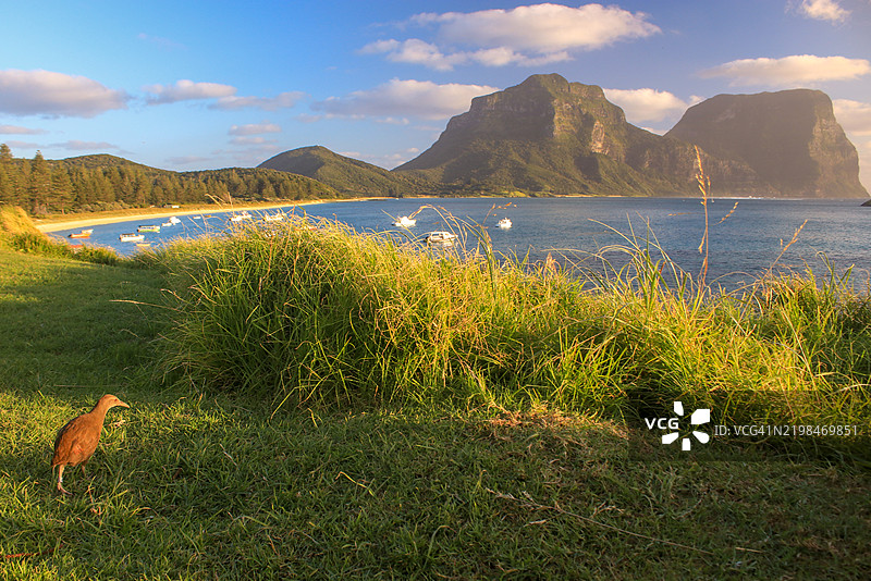 无飞行能力的霍威岛木鸡在黄昏觅食图片素材