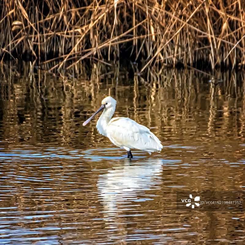欧亚鹮在浅水中图片素材