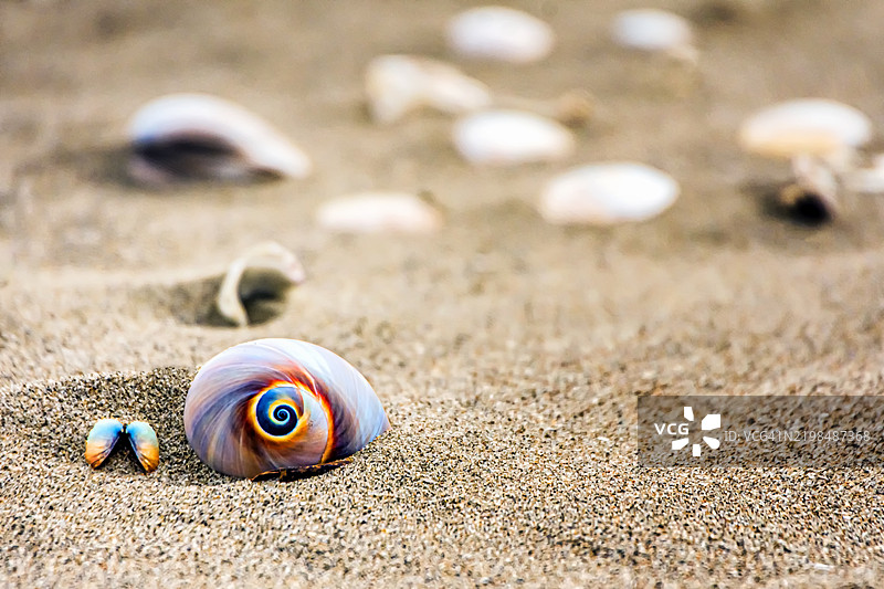 五彩斑斓的海螺在沙滩上图片素材
