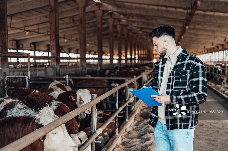 年轻农民在农场里与奶牛一起工作。农业行业，耕作图片素材