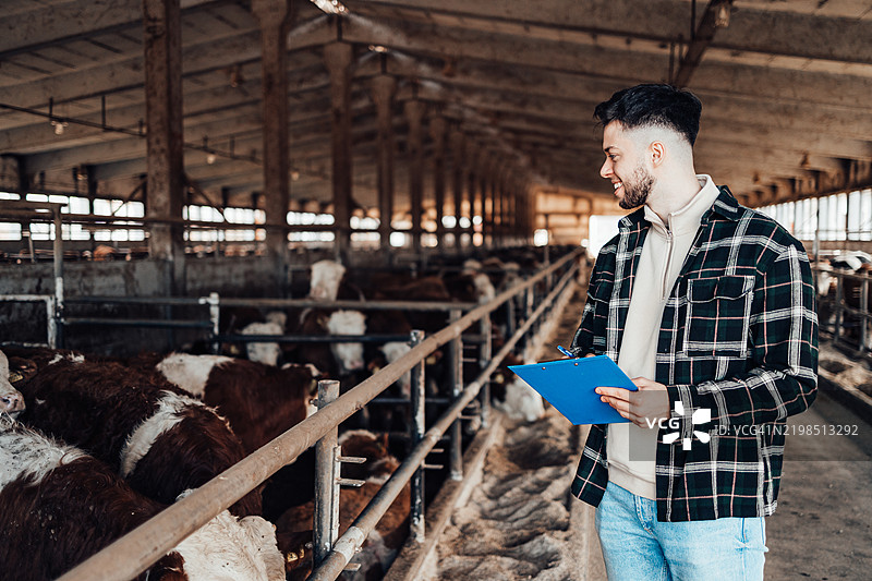 年轻农民在农场与奶牛一起工作。农业行业，耕作图片素材