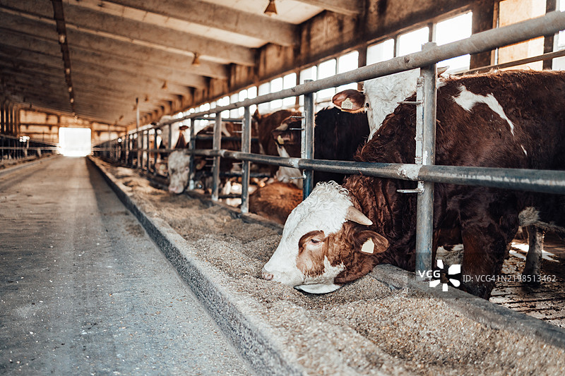 年轻农民在农场与奶牛一起工作。农业行业，耕作图片素材