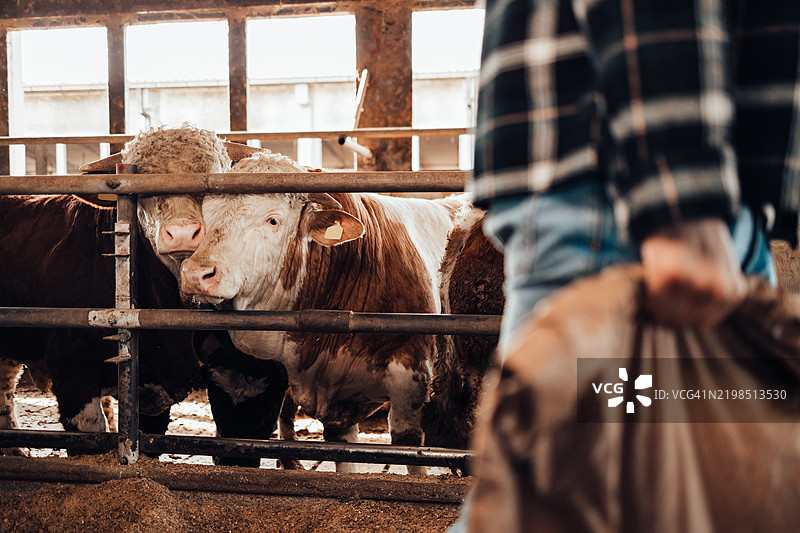 年轻农民在农场与奶牛一起工作。农业行业，耕作图片素材