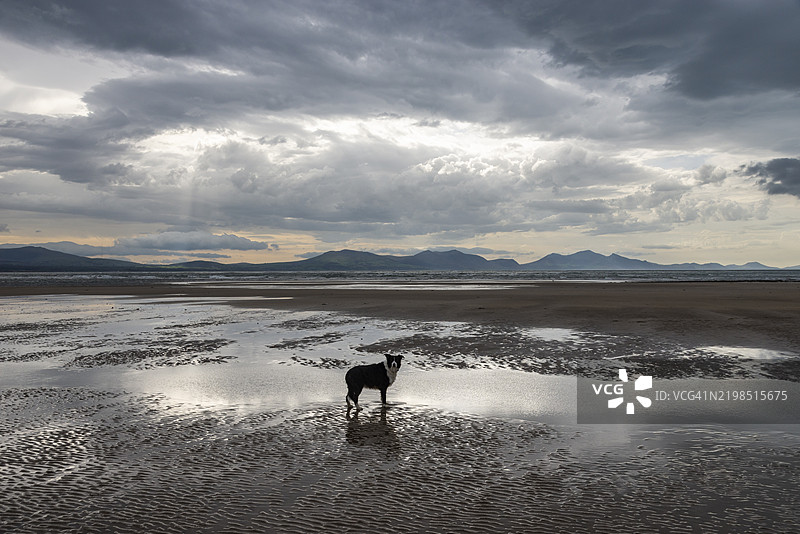 北威尔士安格尔西岛纽博罗海滩上的狗图片素材
