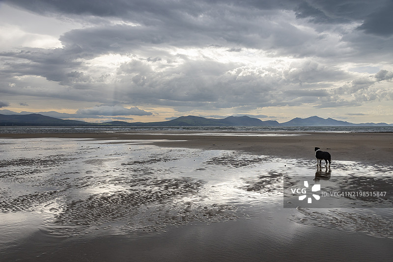 北威尔士安格尔西岛纽博罗海滩上的狗图片素材