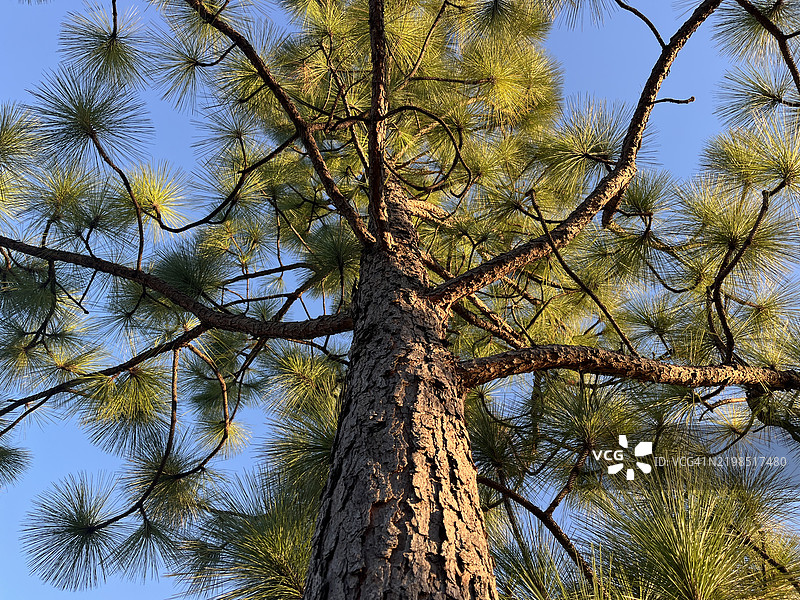 从松树下仰视树干和树枝的视角。图片素材
