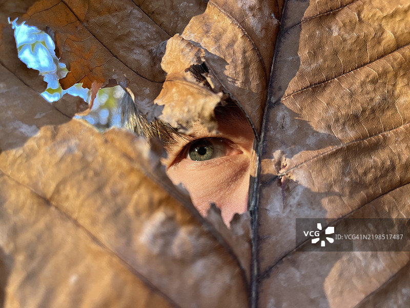 幽默的肖像，男人透过秋叶上的一个洞窥视，奇特而古怪的眼睛特写。图片素材