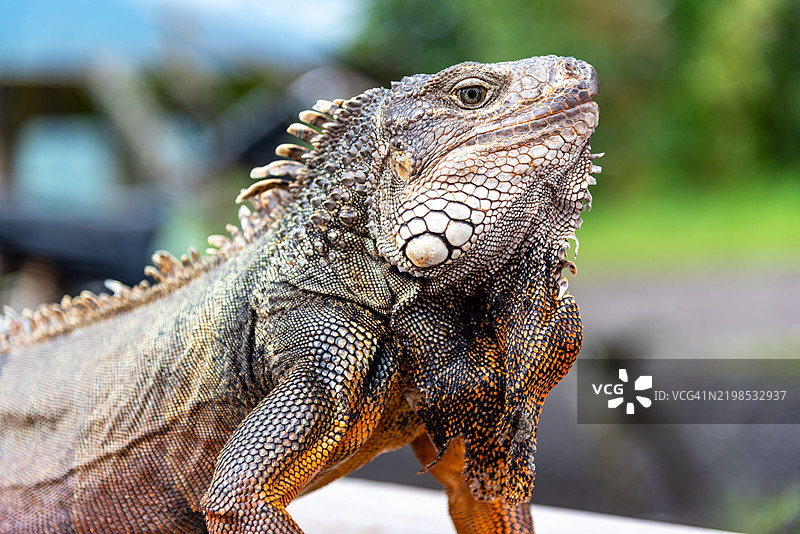 绿鬣蜥特写图片素材