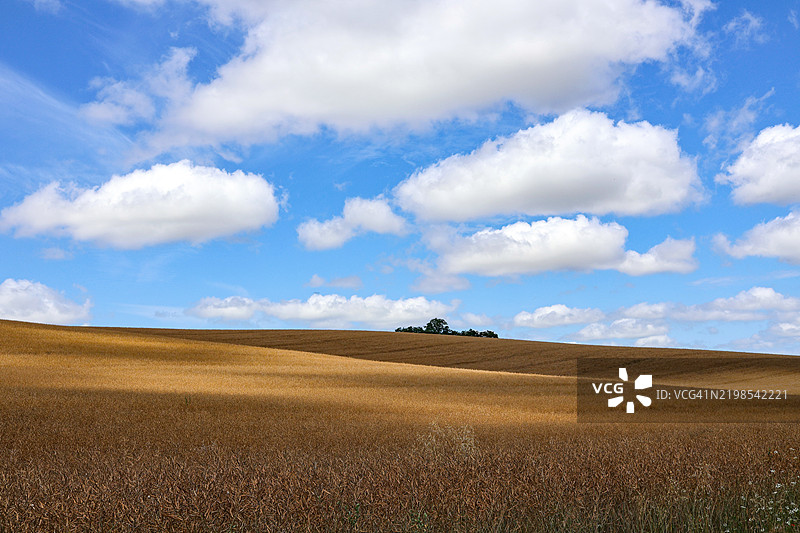 匈牙利塔布附近小麦田上的云影图片素材