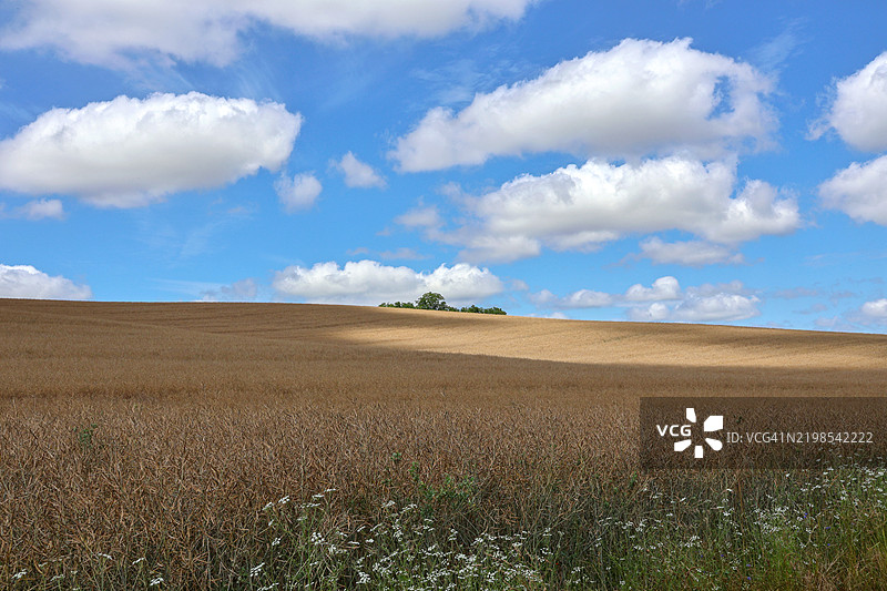 匈牙利塔布附近小麦田上的云影图片素材