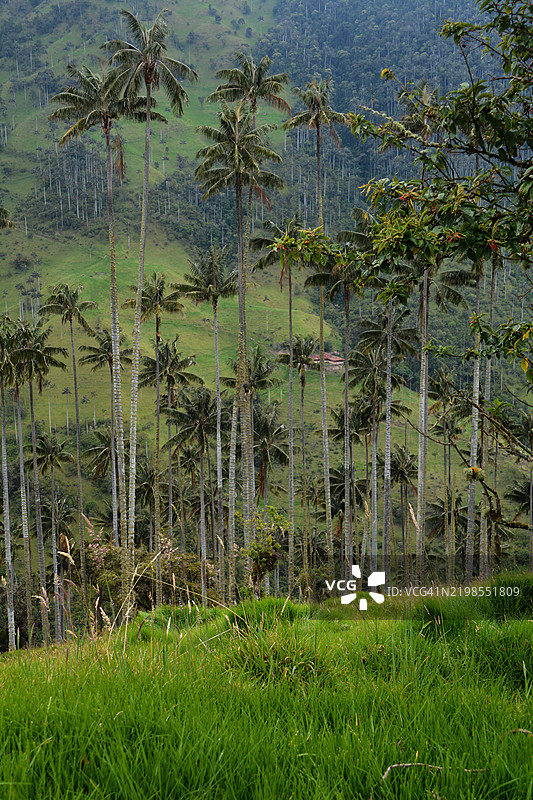 哥伦比亚的卡本纳谷图片素材