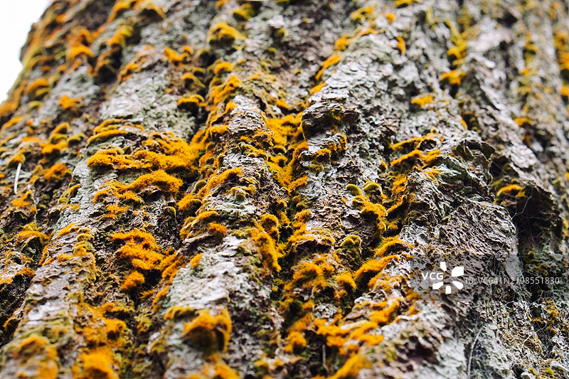 树干特写，苔藓和地衣生长，作为自然背景图片素材