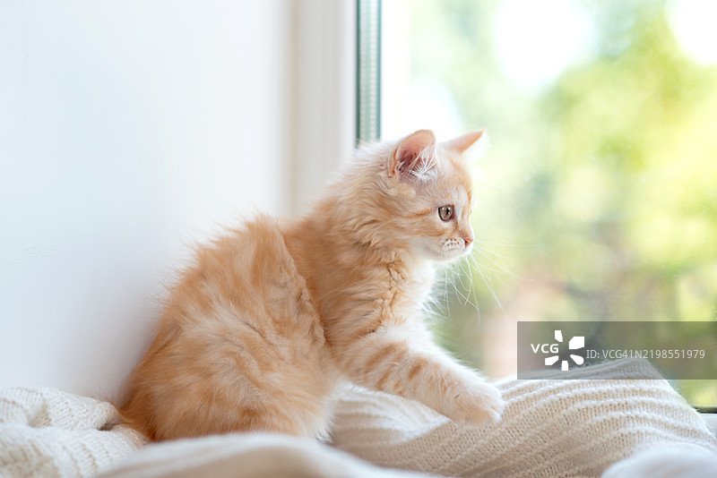一只红色条纹的家猫坐在窗户上。适用于兽医诊所、猫咪相关网站和猫粮广告的图片。图片素材