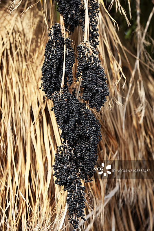 棕榈树果实的特写镜头图片素材