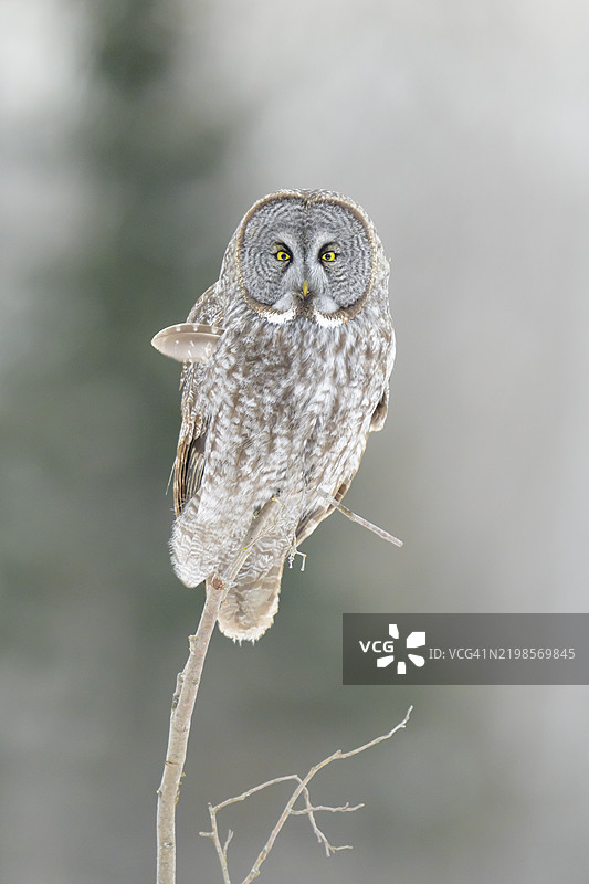 一只伟大的灰色猫头鹰栖息在一棵小云杉树上图片素材