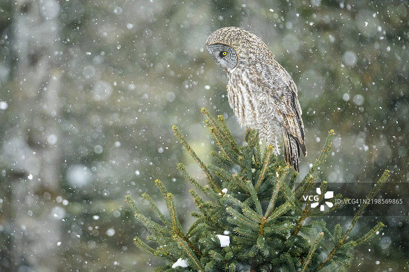 一只伟大的灰色猫头鹰栖息在一棵小云杉树上图片素材
