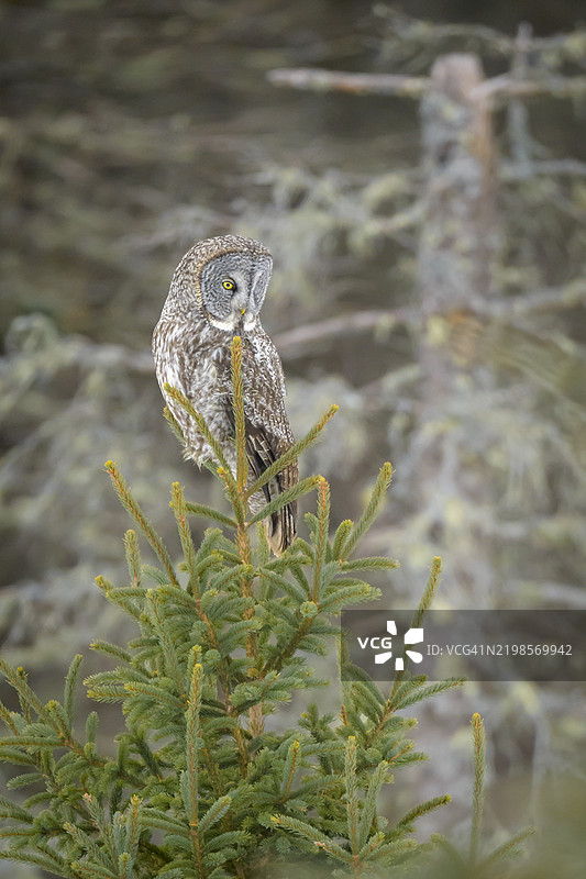 一只伟大的灰色猫头鹰栖息在一棵小云杉树上图片素材