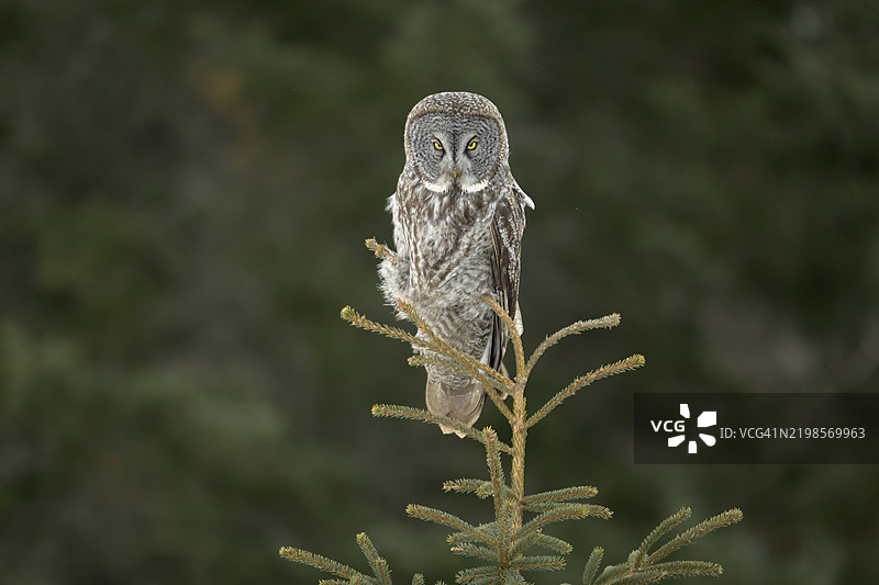 一只伟大的灰色猫头鹰栖息在一棵小云杉树上图片素材