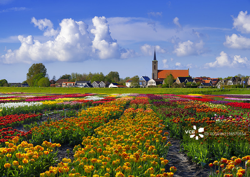 色彩斑斓的郁金香田野与背景中的荷兰村庄图片素材