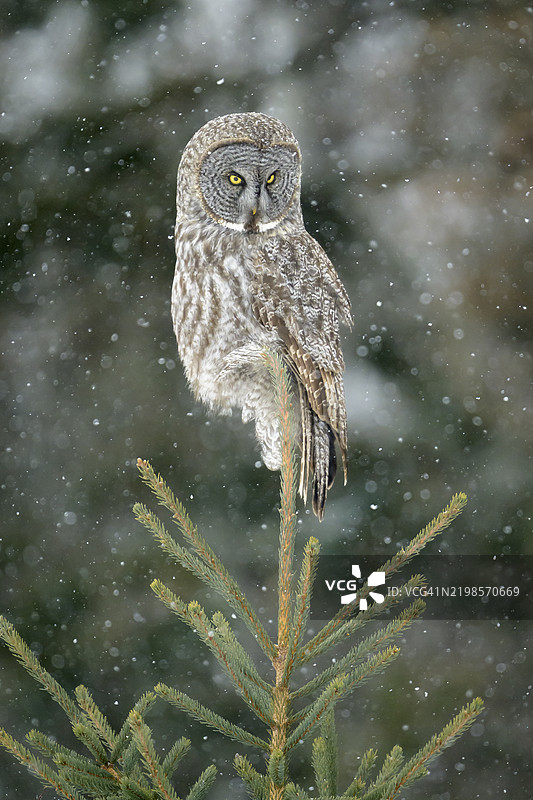 一只伟大的灰色猫头鹰栖息在一棵小云杉树上图片素材