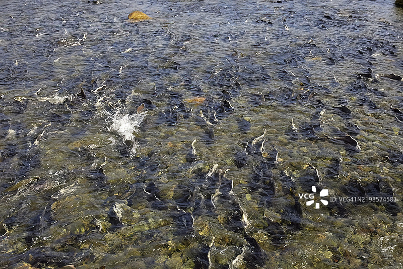 阿拉斯加阿达克岛的鲑鱼在河中逆流而上游泳图片素材
